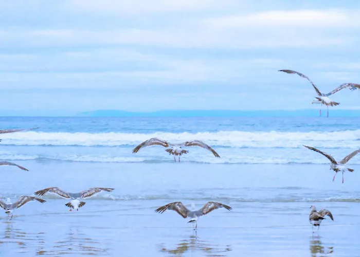 De Ooievaar Op Oudesluis (North Holland)